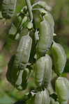 White false indigo